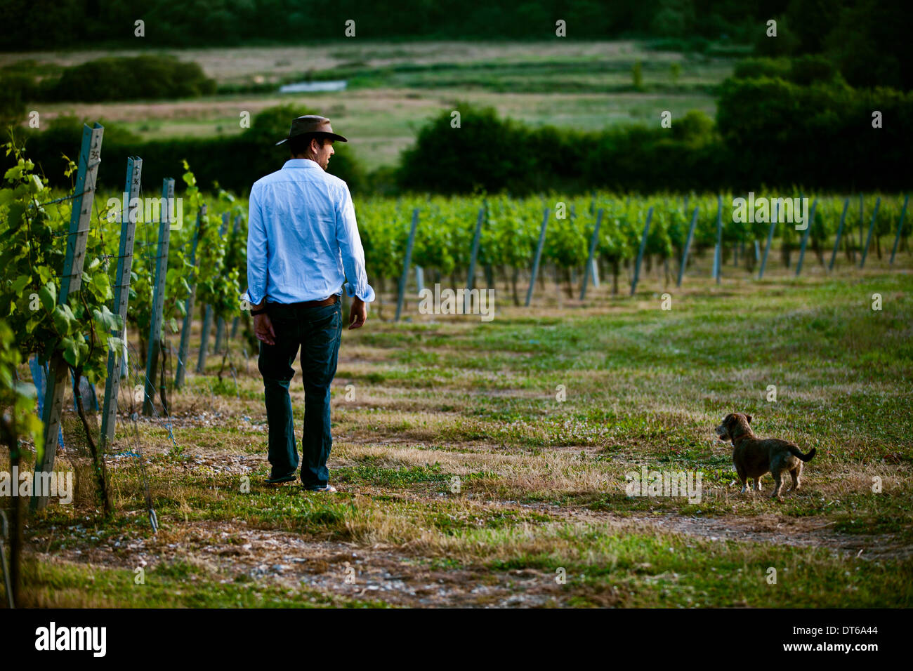 Mid adult man and dog monitoring wine and champagne vineyard, Cottonworth, Hampshire, UK Stock Photo