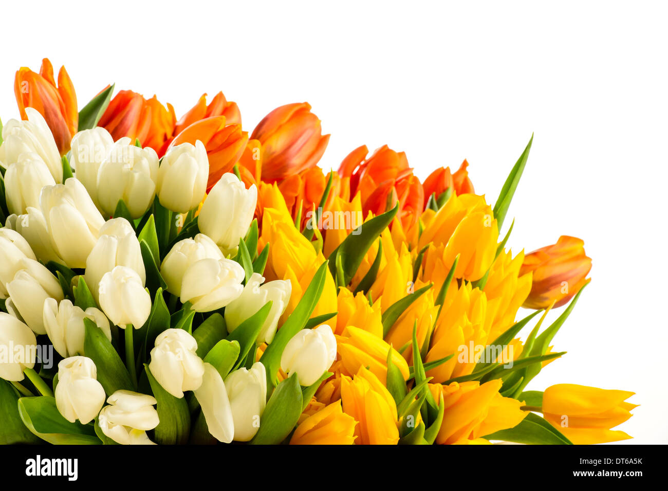 Bouquets of colorful tulip flowers spring freshness isolated on white Stock Photo