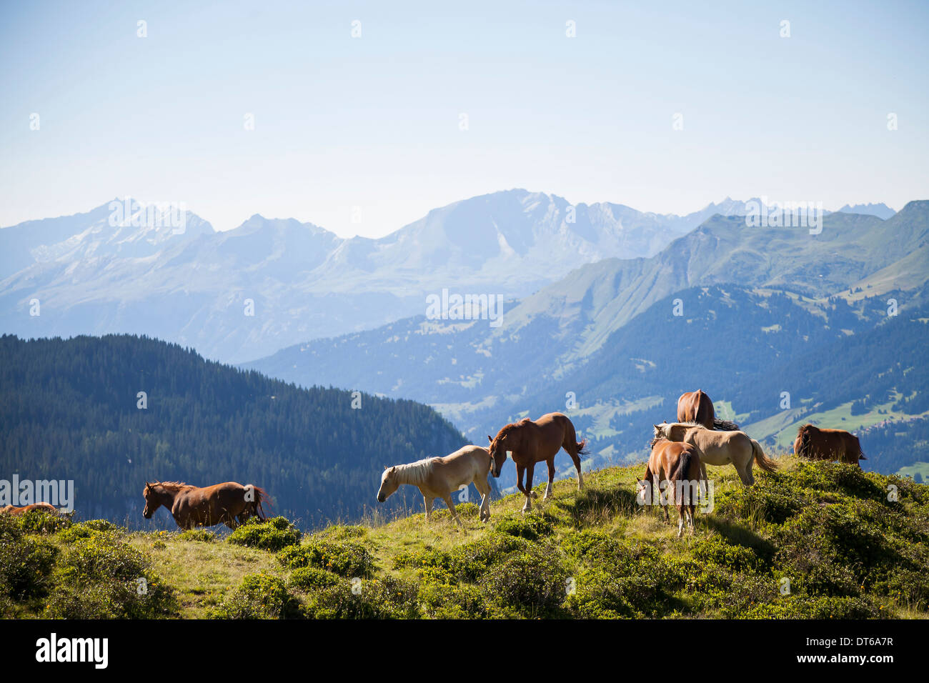Horses in mountains, Schanfigg, Graubuenden, Switzerland Stock Photo