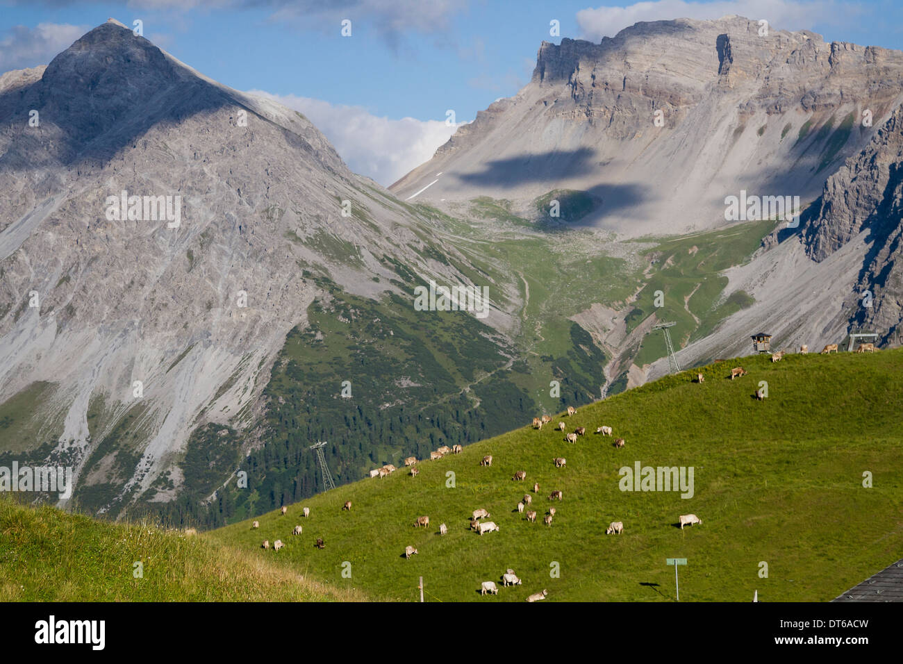 Cows grazing in field, Schanfigg, Graubuenden, Switzerland Stock Photo