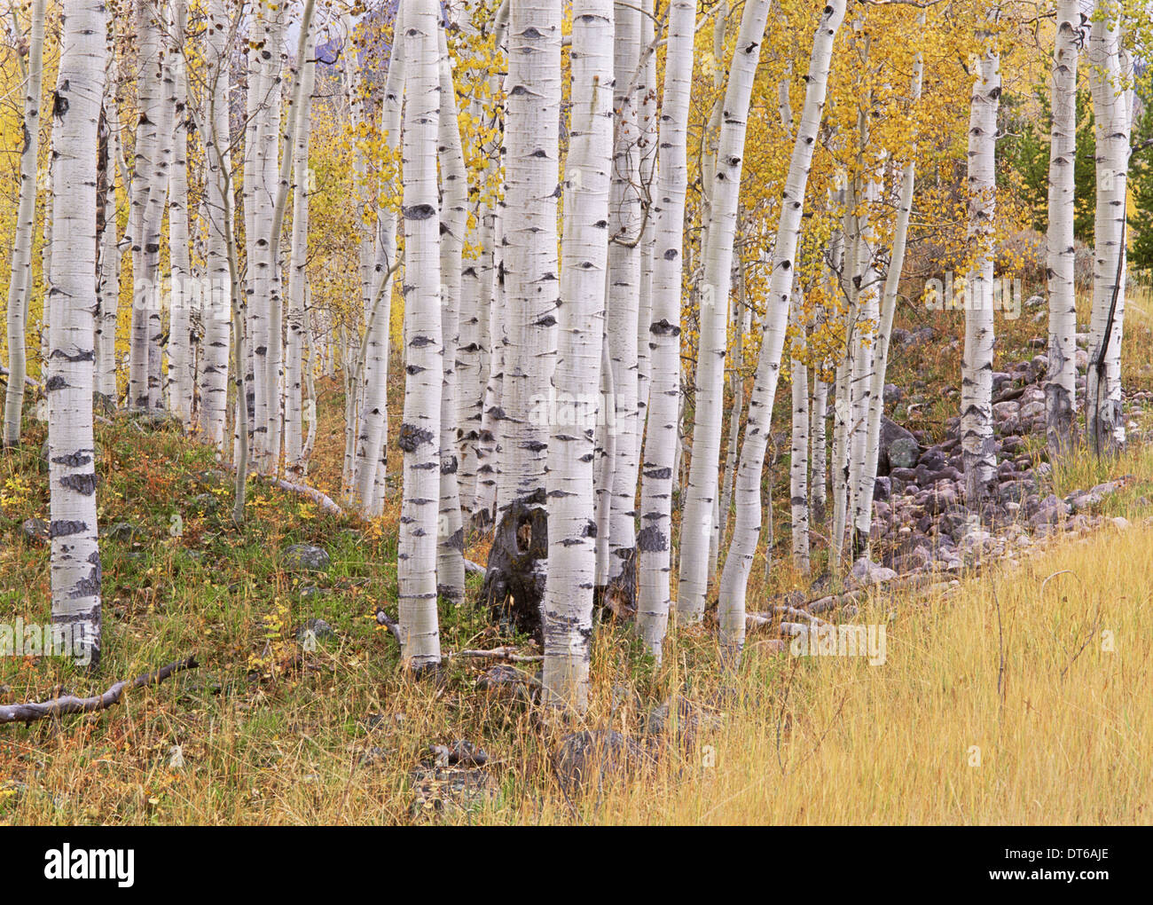 Aspen trees in autumn with white bark and yellow leaves. Yellow grasses of the understorey