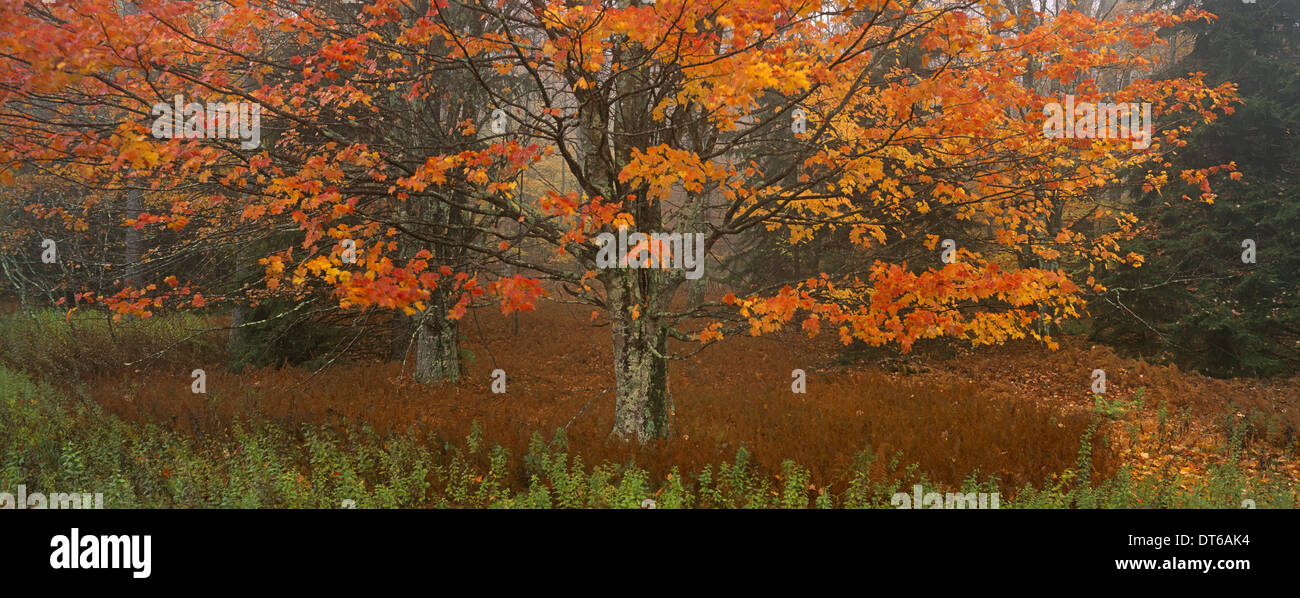 A maple tree with autumn foliage, red leaves on the branches and falling from the trees. Stock Photo