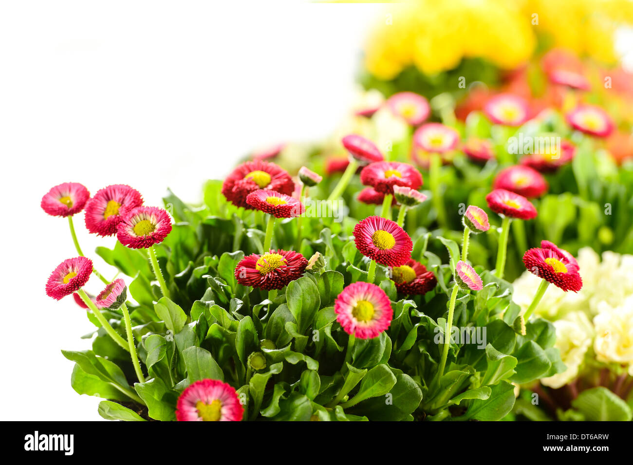 Bellis potted plant spring flower on white background Stock Photo - Alamy