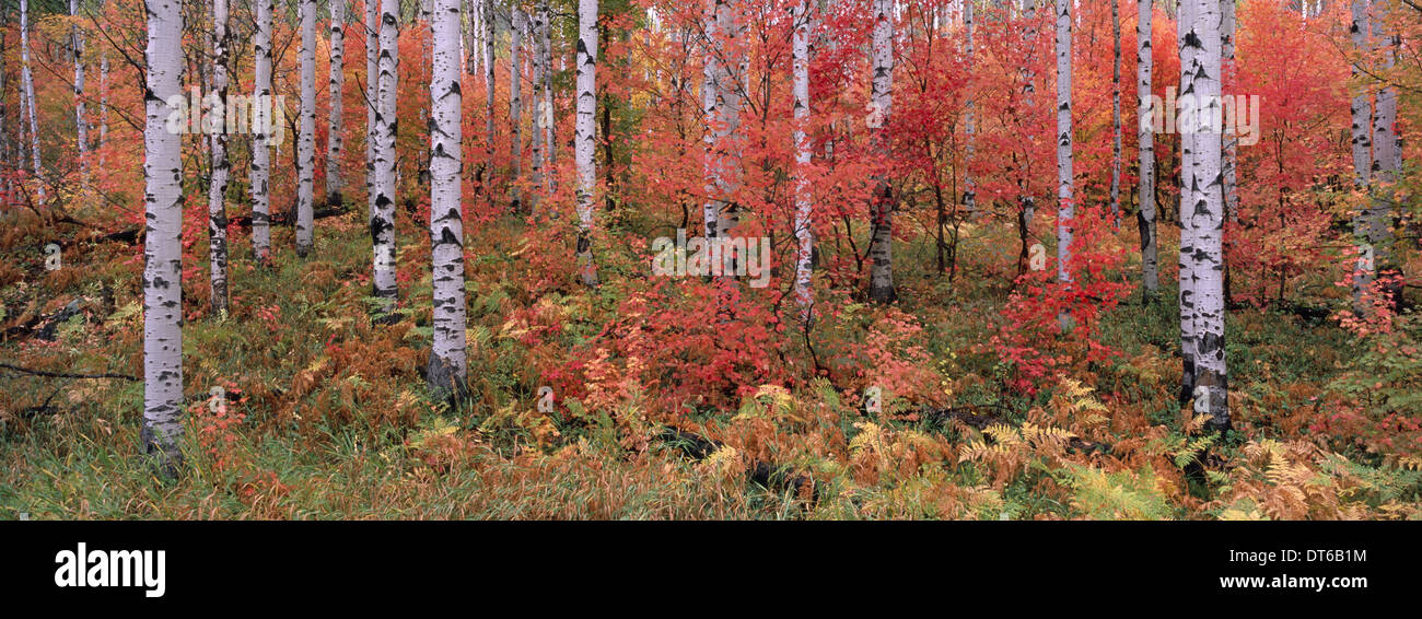 The Wasatch Mountain forest of maple and aspen trees, with autumn foliage and fallen leaves. Stock Photo