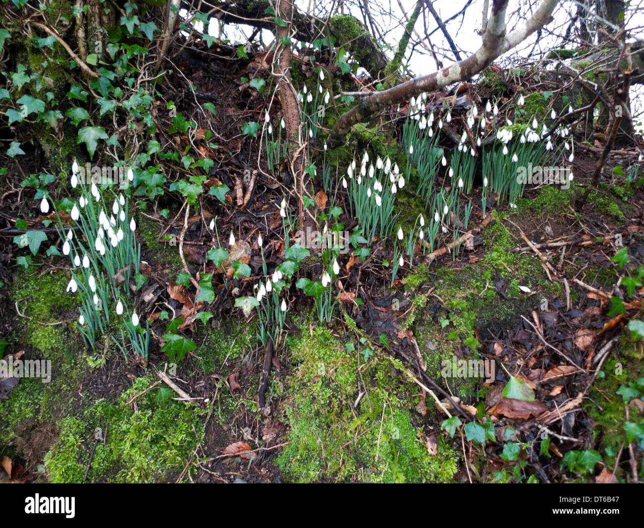 Snowdrops in woodland Carmarthenshire Wales UK  KATHY DEWITT Stock Photo