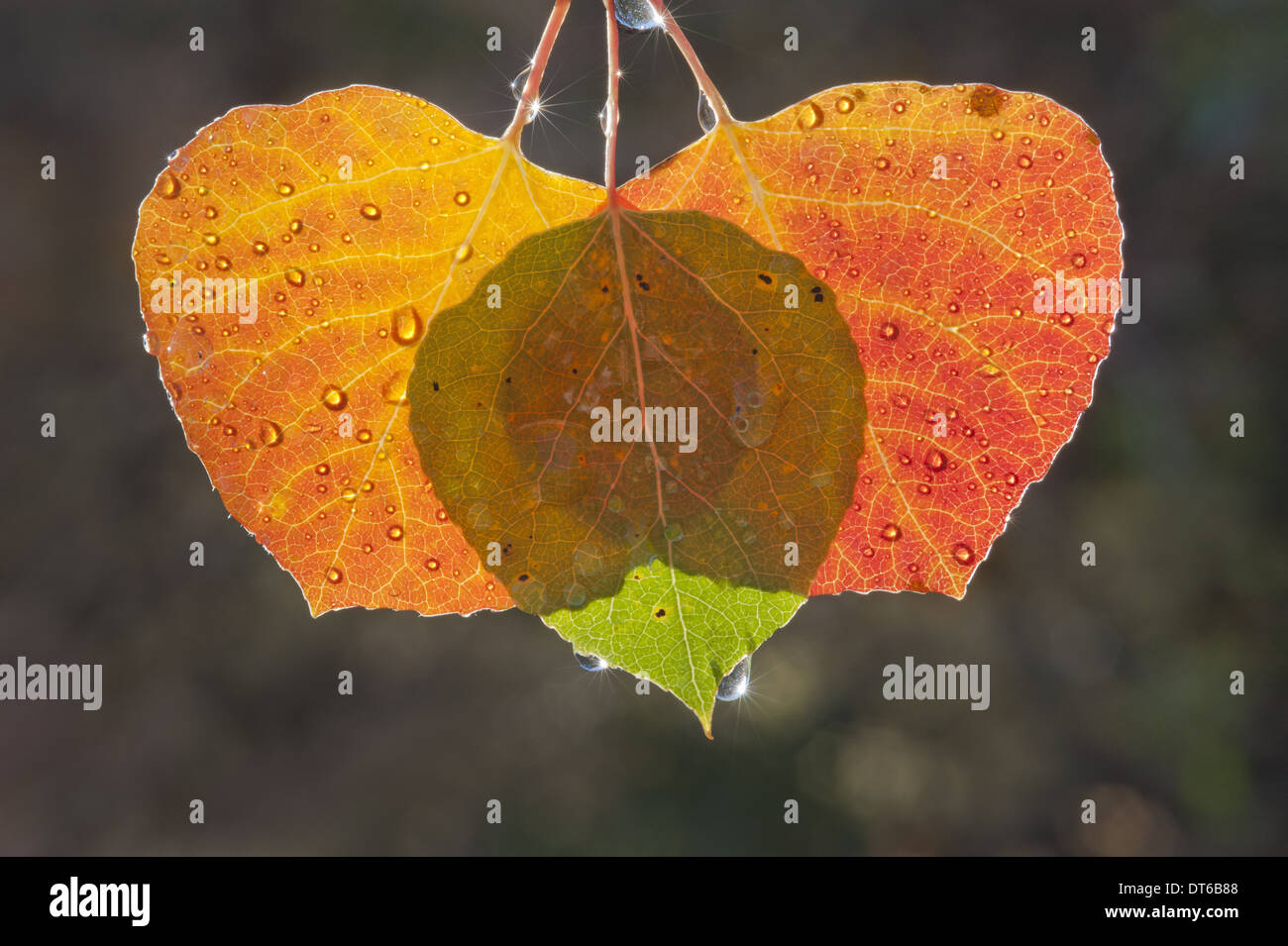 Three aspen leaves with the light shining through them. Brown and green autumn colours Stock