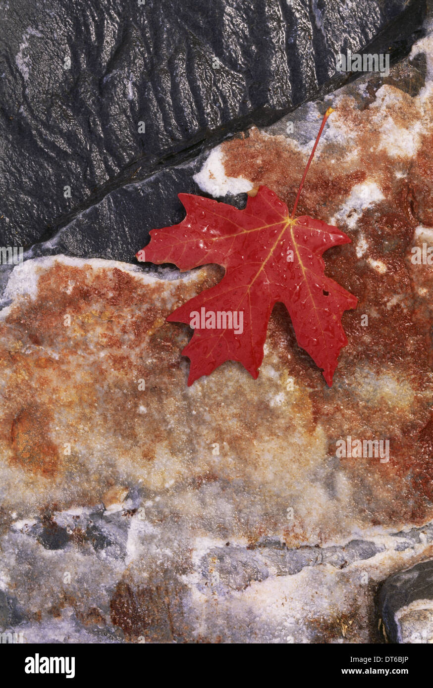A rich red autumn maple leaf, laid on a flat rock covered with brown lichen. Stock Photo