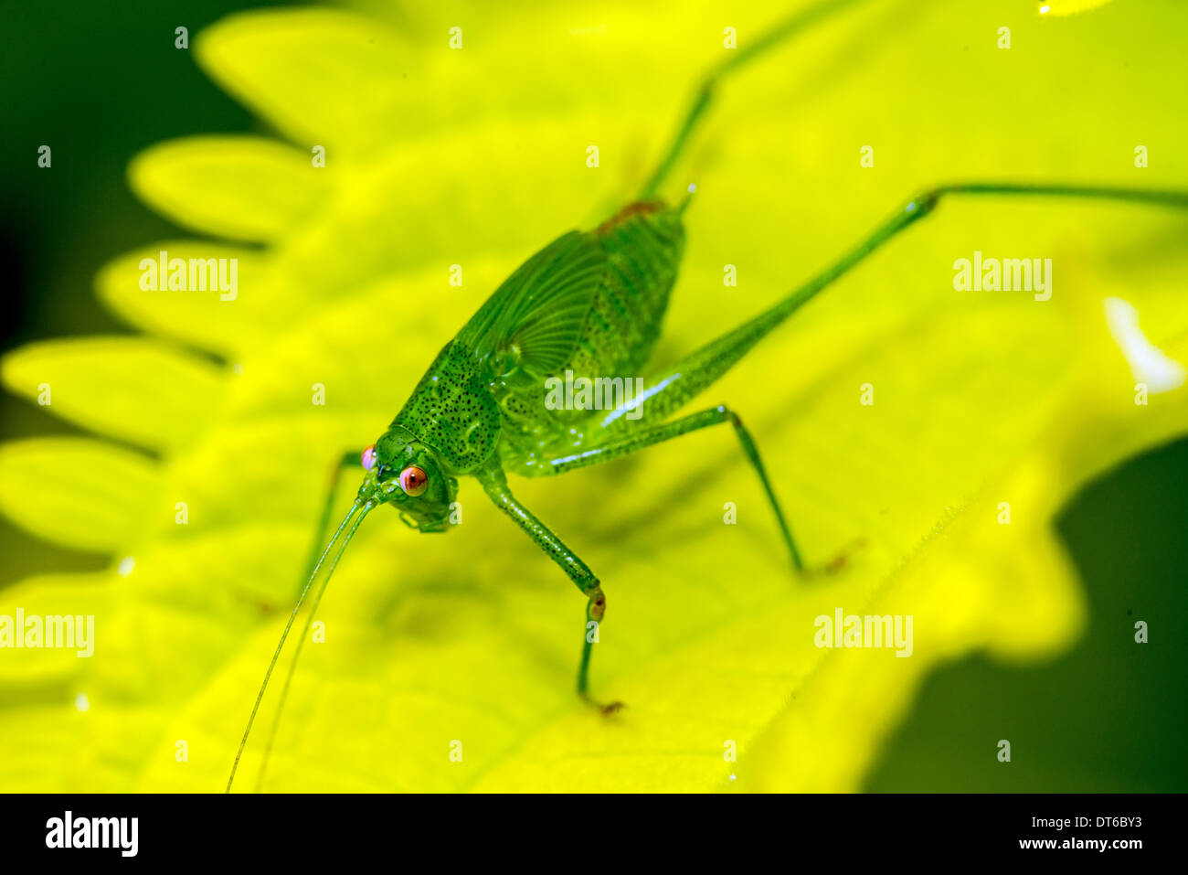 Insects in the family Tettigoniidae are commonly called katydids or bush-crickets Stock Photo