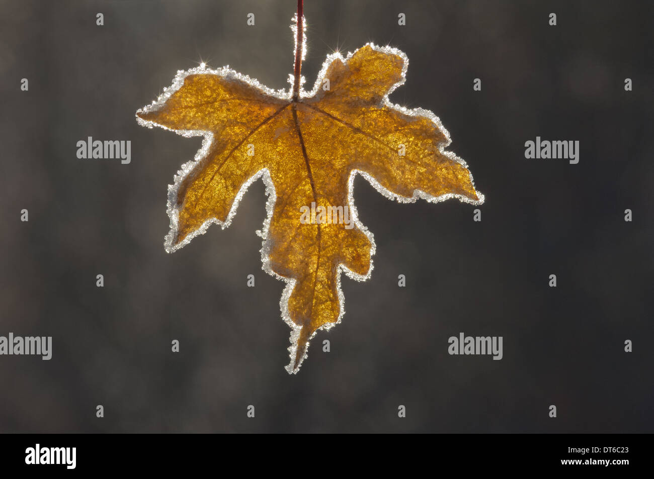 A brown frosted maple leaf, with a frosted edge, with the light shining