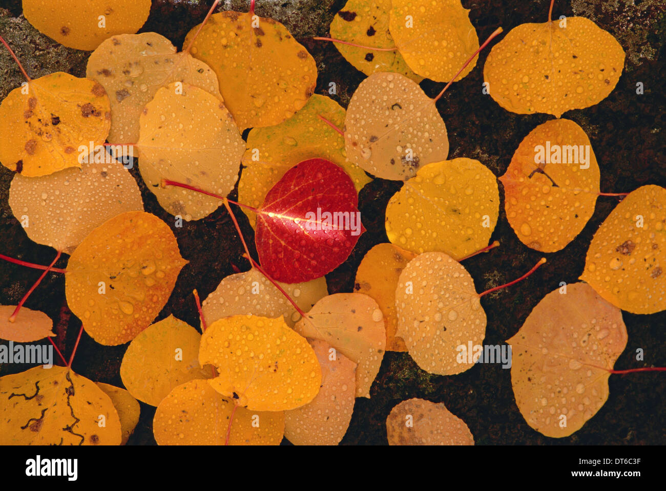 Autumnal aspen leaves. Brown leaves spread out on black rock, with one vivid red leaf in the