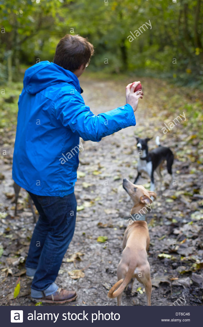 Man Throwing Ball For Dog Stock Photos & Man Throwing Ball For Dog
