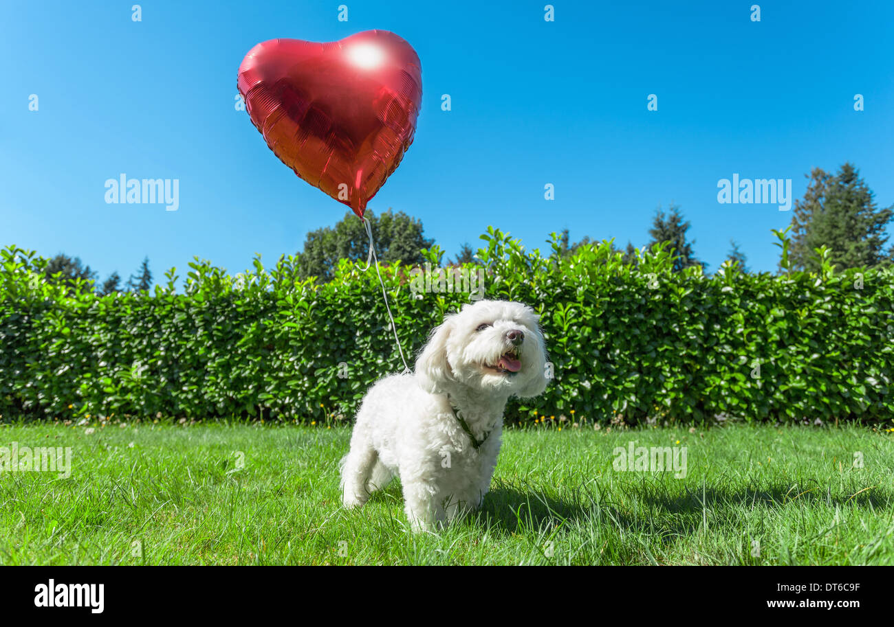 Small white dog attached to red heart shaped balloon Stock Photo