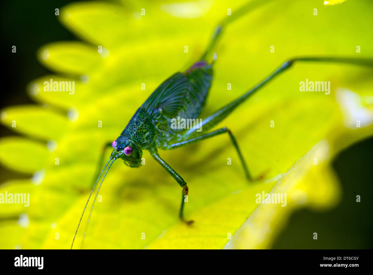 Insects in the family Tettigoniidae are commonly called katydids or ...