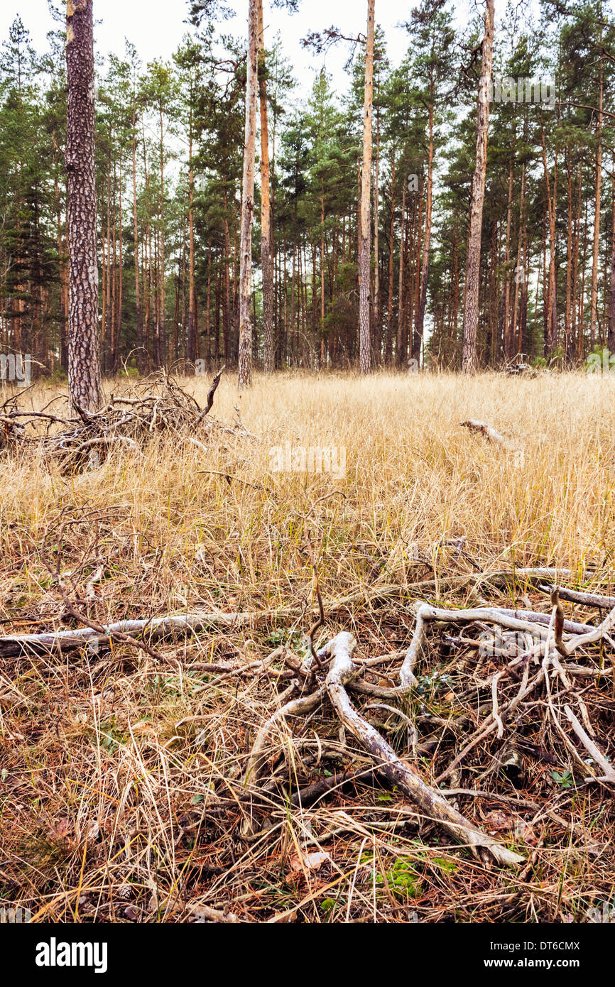 Dry branches hi-res stock photography and images - Alamy