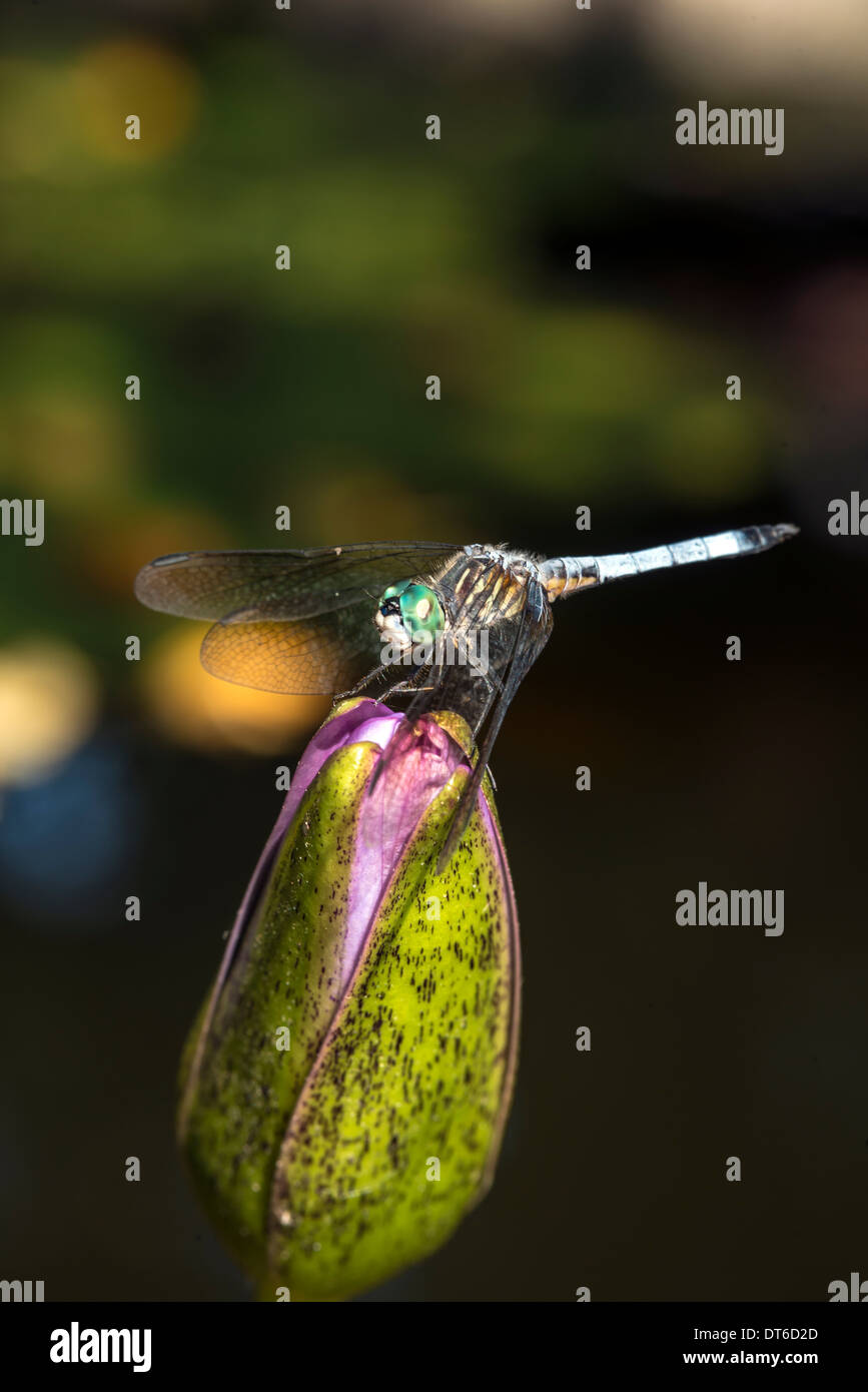 Dragonfly anisoptera epiprocta hi-res stock photography and images - Alamy