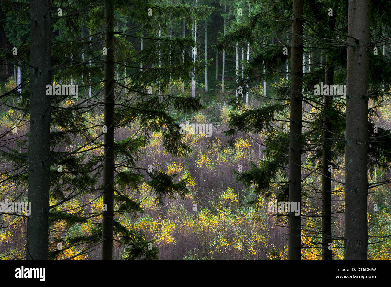 Mixed forest showing pine trees on slope and birches growing in valley Stock Photo