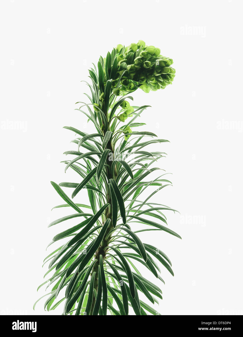 Close up of flowering Euphorbia plant with a curved inflorescence on a white background. Fleshy green leaves. Stock Photo