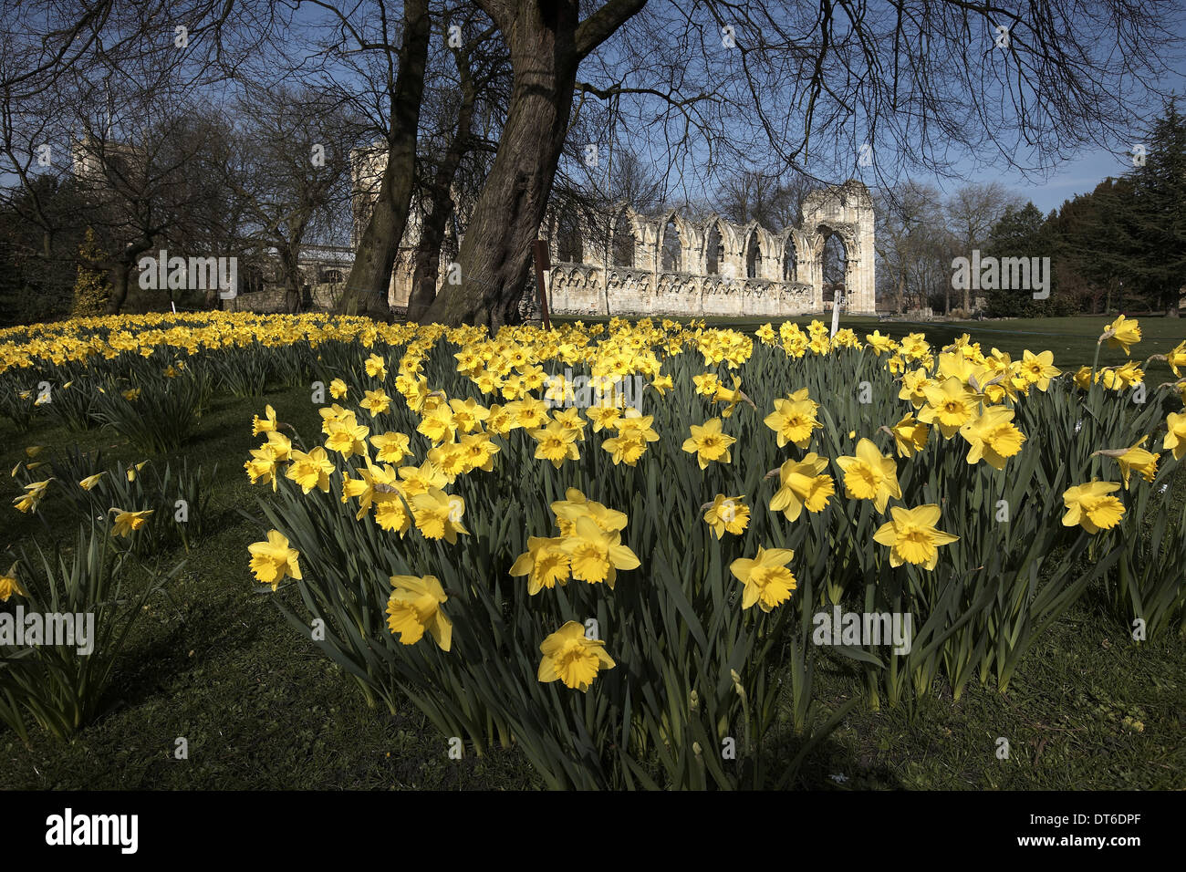 Daffodils museum gardens hires stock photography and images Alamy