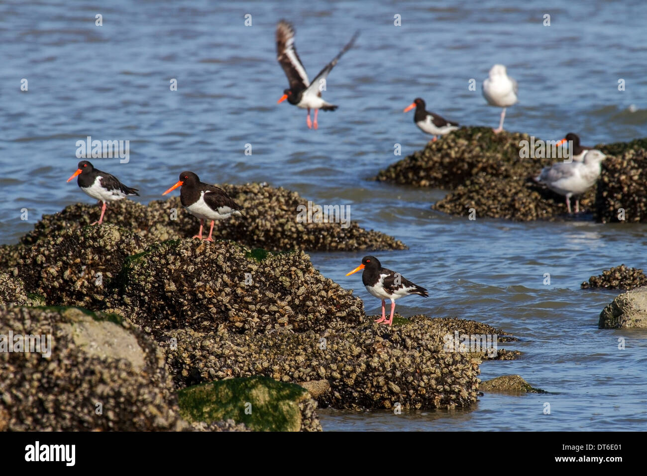 Eurasian Oystercatchers / Pied Oystercatcher (Haematopus ostralegus) resting on mussel bed at low tide along the North Sea coast Stock Photo