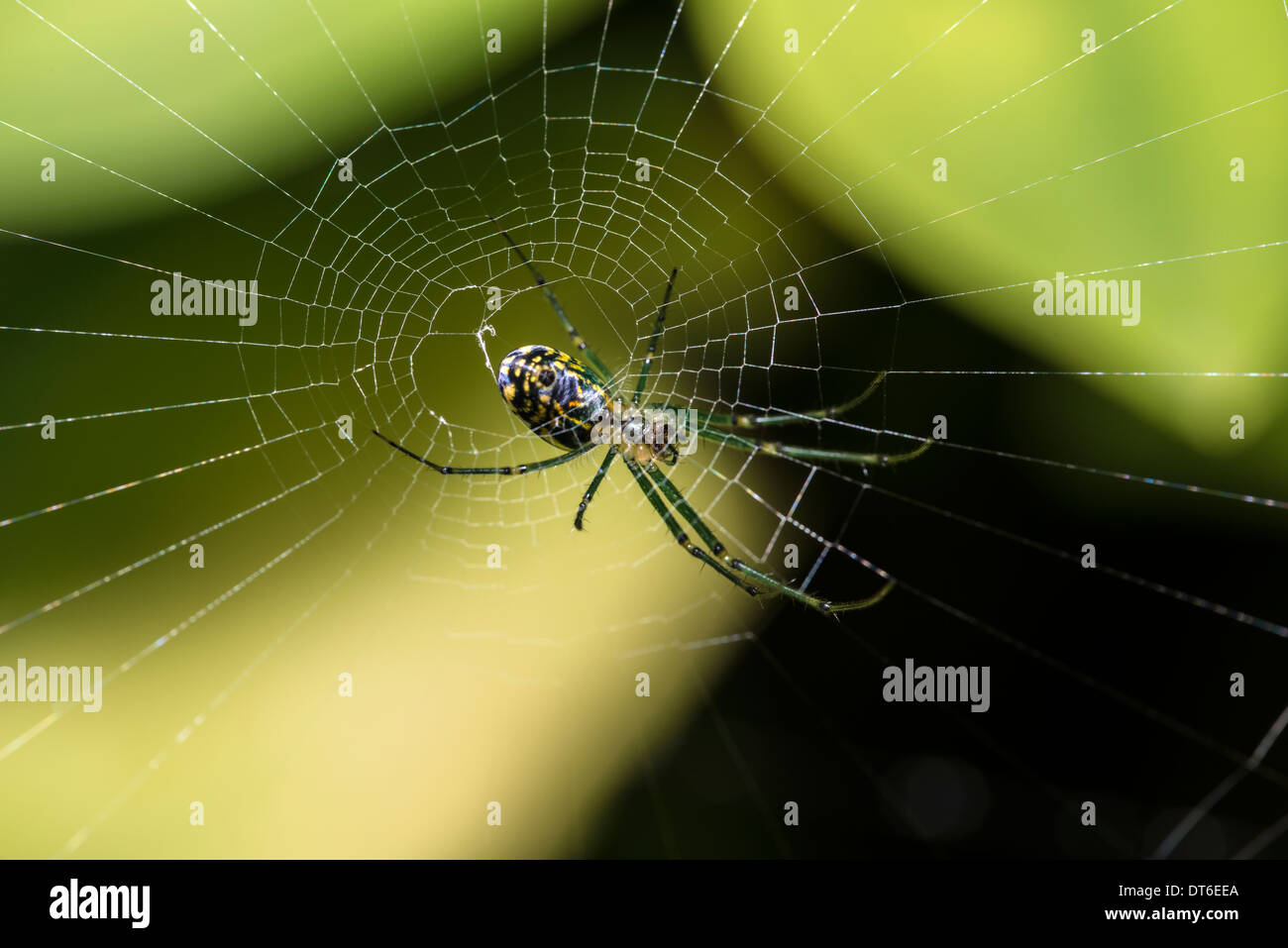 orchard spider (Leucauge venusta) is a long-jawed orbweaver spider that occurs from southern Canada to Colombia Stock Photo