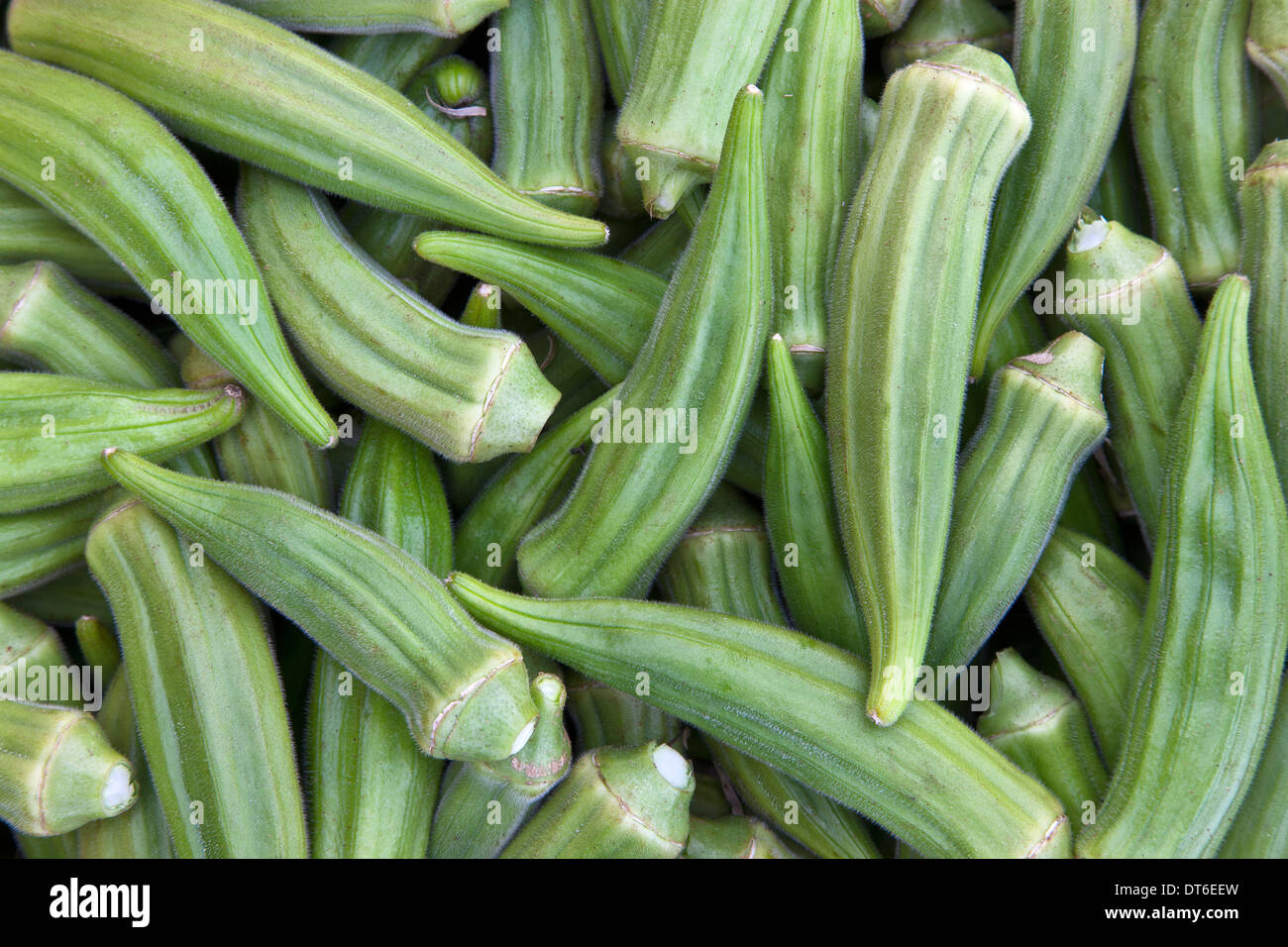 Okra harvest 'Abelmoschus esculentus' . Stock Photo
