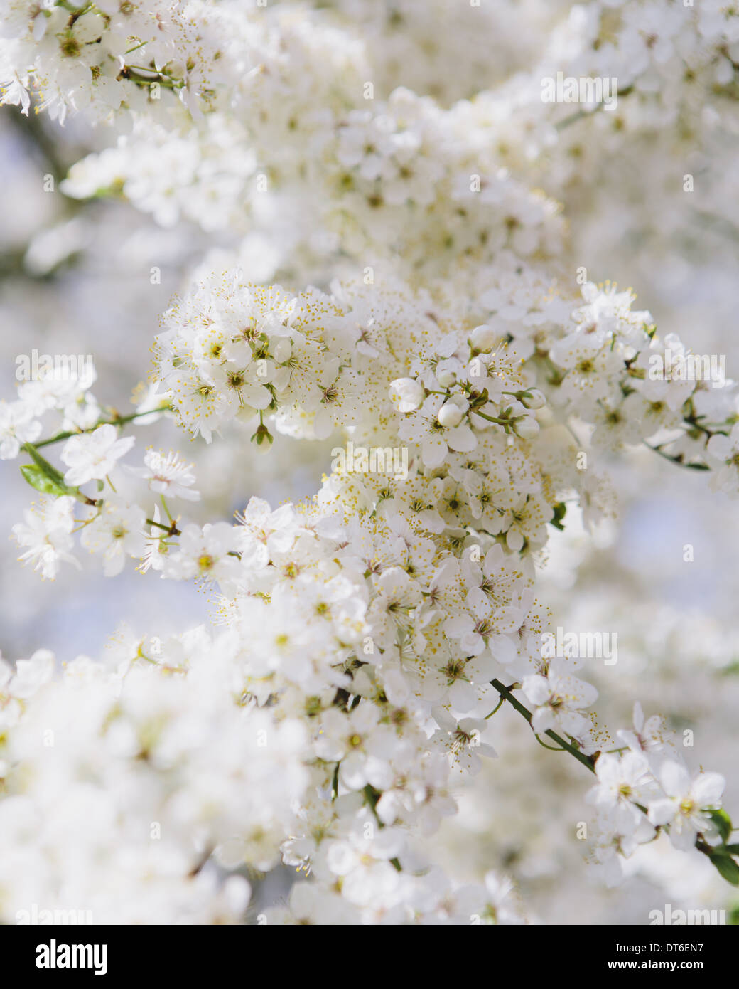 Blooming ornamental cherry trees. White frothy blossom. Spring in Seattle. Stock Photo