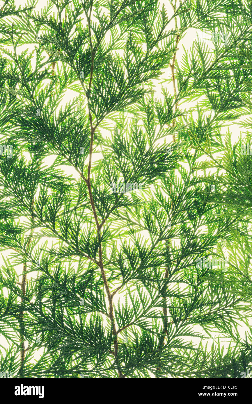 Western red cedar branch, close up of a branch with green thin linear shaped leaves, on a white background. Stock Photo