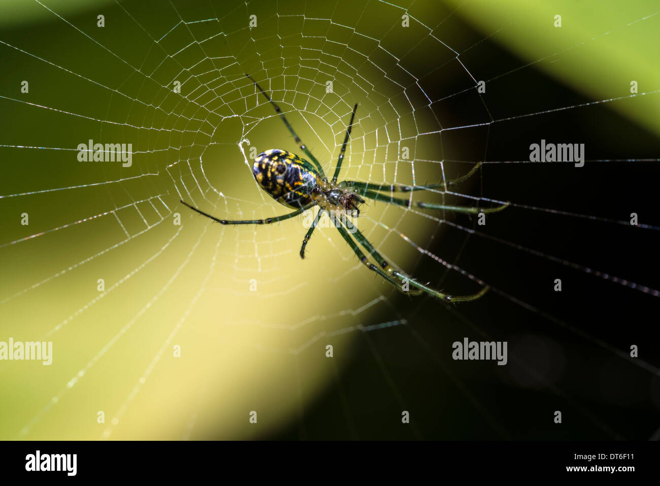 orchard spider (Leucauge venusta) is a long-jawed orbweaver spider that occurs from southern Canada to Colombia Stock Photo