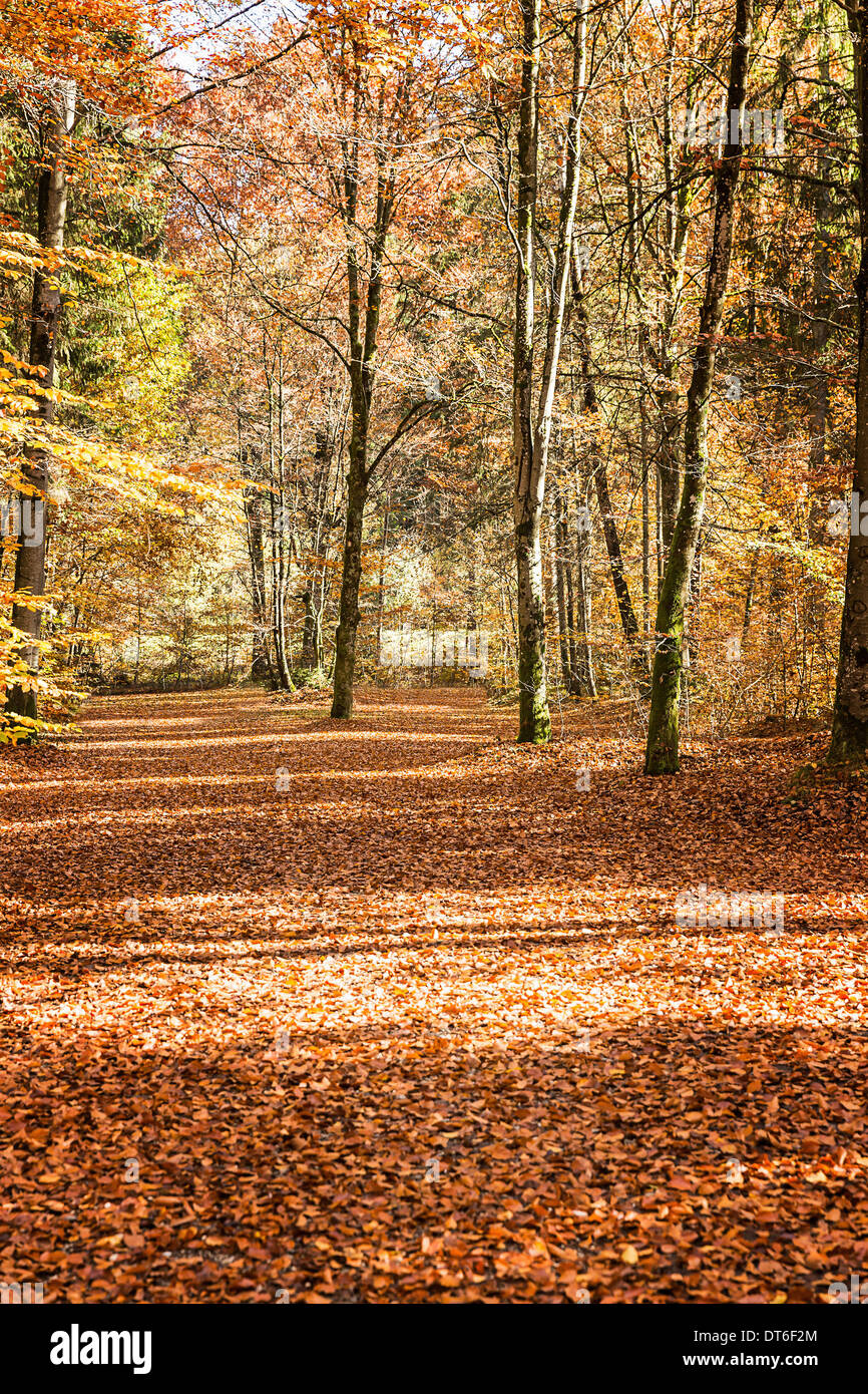 Trees in forest in autumn Stock Photo