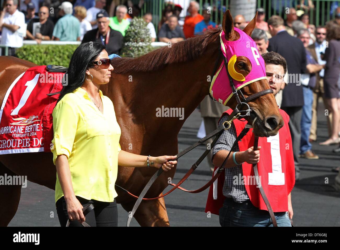 Feb. 9, 2014 - Hallandale Beach, Florida, U.S. - Scenes from Gulfsteam Park.  Groupie Doll wins the Hurricane Bertie Stakes G3 before retirement  at Gulfstream Park.  Hallandale Beach, Florida 02-09-2014 (Credit Image: © Liz Lamont/Eclipse/ZUMAPRESS.com) Stock Photo