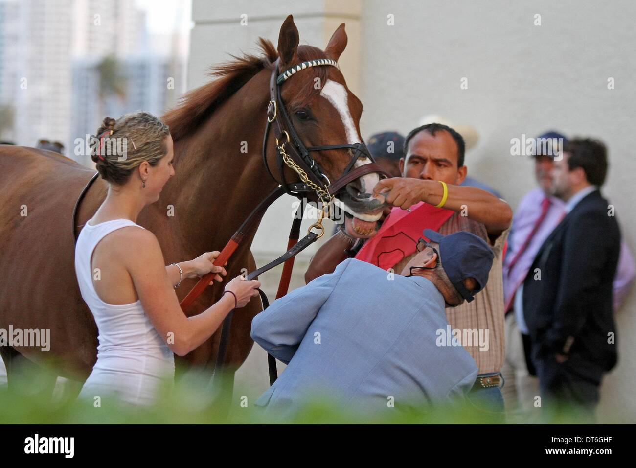 Feb. 9, 2014 - Hallandale Beach, Florida, U.S. - Scenes from Gulfsteam Park.  Lea (KY) checks in for his race at Gulfstream Park.  Hallandale Beach, Florida 02-09-2014 (Credit Image: © Liz Lamont/Eclipse/ZUMAPRESS.com) Stock Photo
