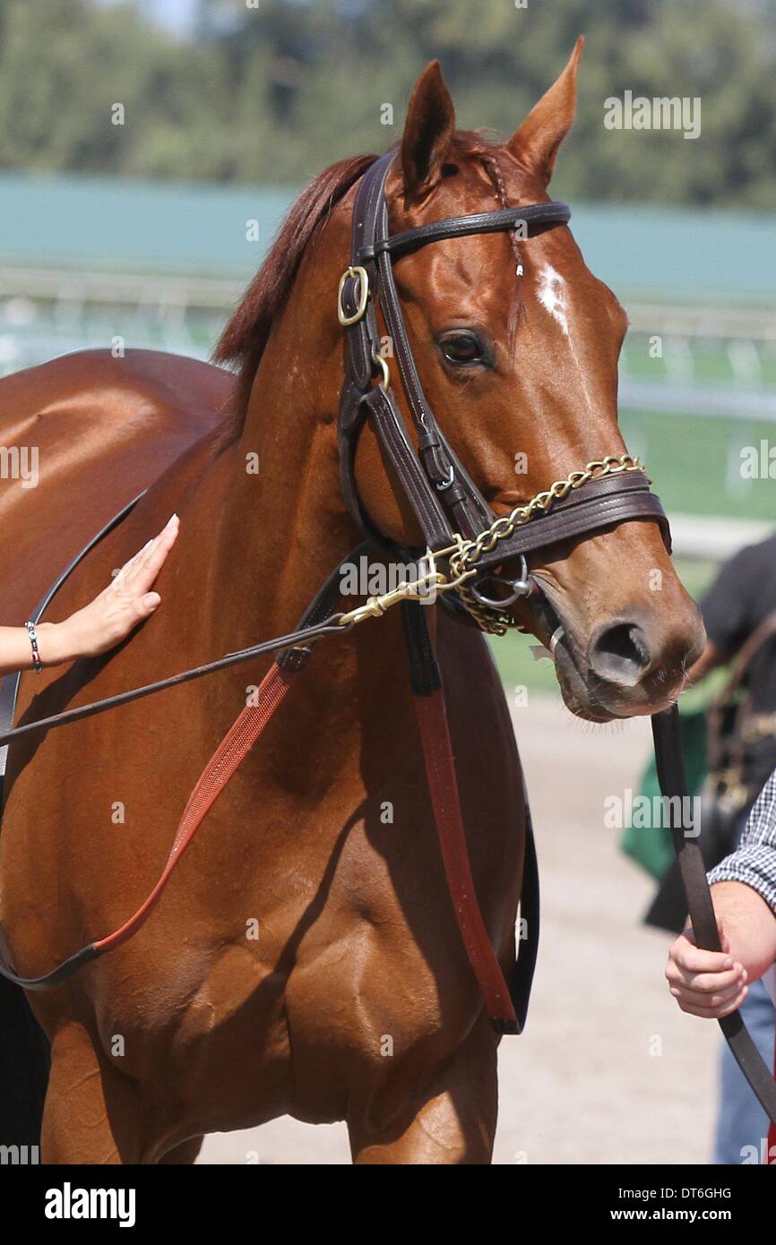Feb. 9, 2014 - Hallandale Beach, Florida, U.S. - Scenes from Gulfsteam Park.  Groupie Doll wins the Hurricane Bertie Stakes G3 before retirement  at Gulfstream Park.  Hallandale Beach, Florida 02-09-2014 (Credit Image: © Liz Lamont/Eclipse/ZUMAPRESS.com) Stock Photo