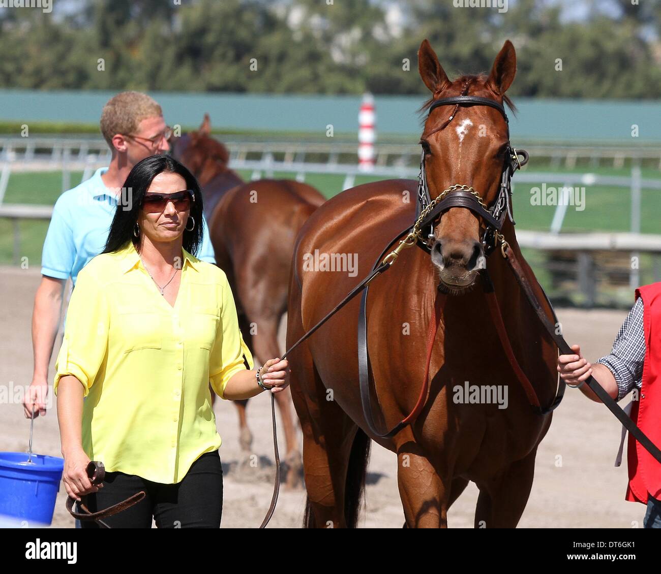 Feb. 9, 2014 - Hallandale Beach, Florida, U.S. - Scenes from Gulfsteam Park.  Groupie Doll wins the Hurricane Bertie Stakes G3 before retirement  at Gulfstream Park.  Hallandale Beach, Florida 02-09-2014 (Credit Image: © Liz Lamont/Eclipse/ZUMAPRESS.com) Stock Photo