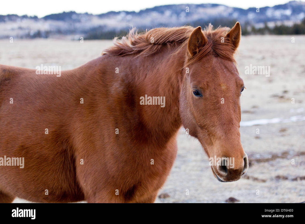A beautiful red brown horse in a field with mountains behind it in the winter in Alberta, Canada Stock Photo