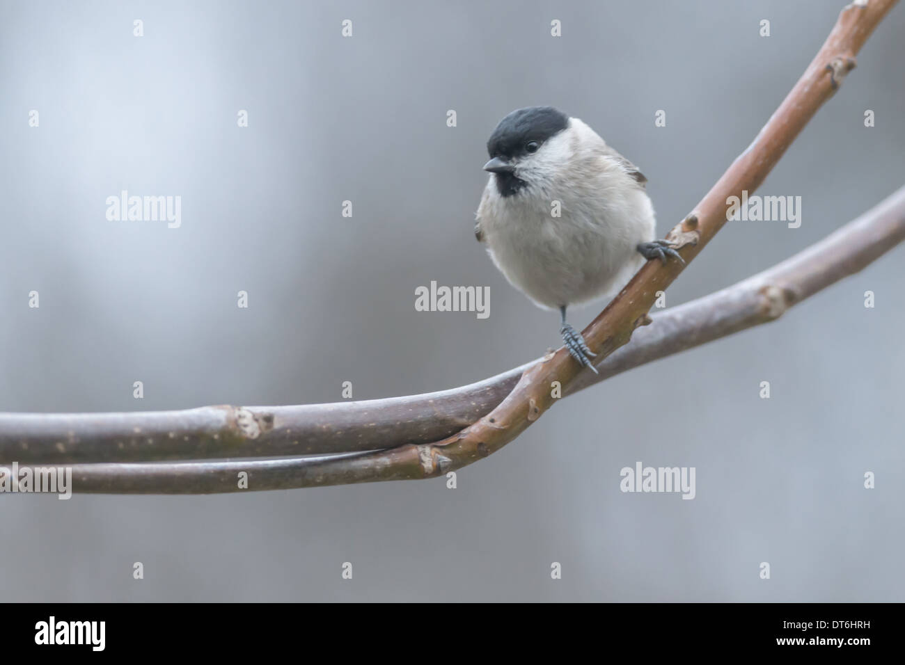 small parus on twig close up Stock Photo