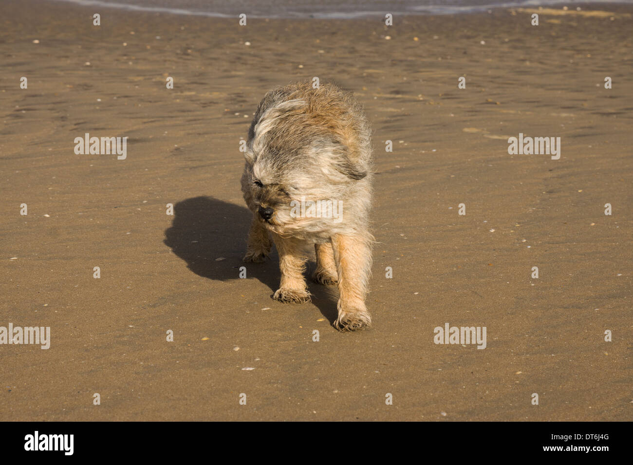 Border terrier domesticated dog pet sand storm Stock Photo
