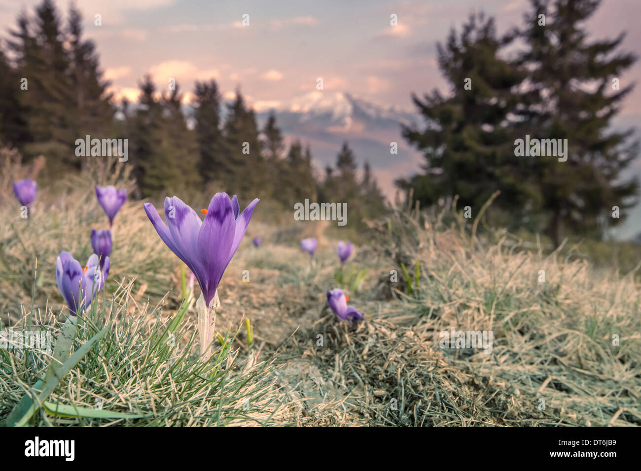 High mountain in purple hi-res stock photography and images - Alamy