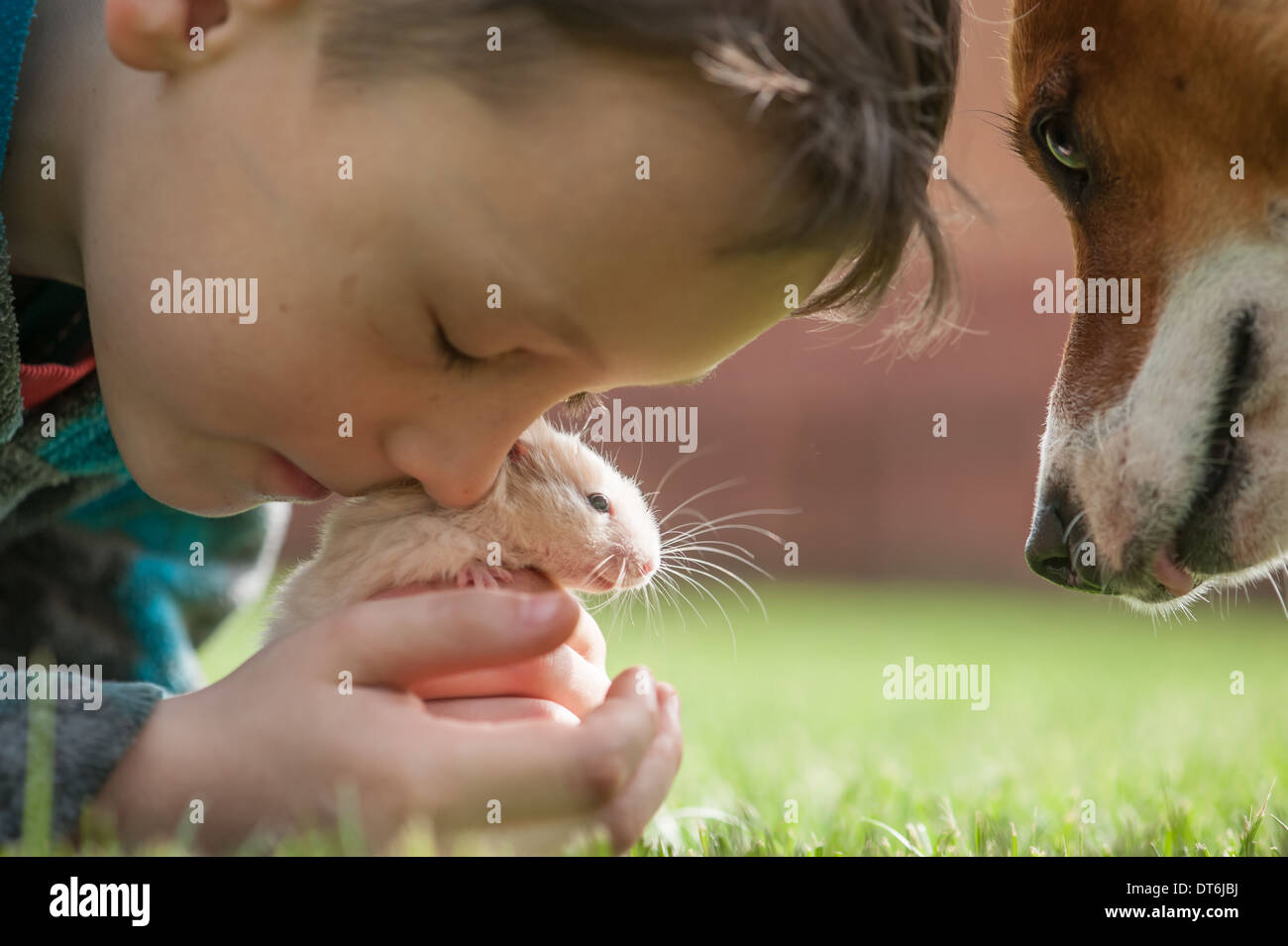 Boy with hamster and dog Stock Photo