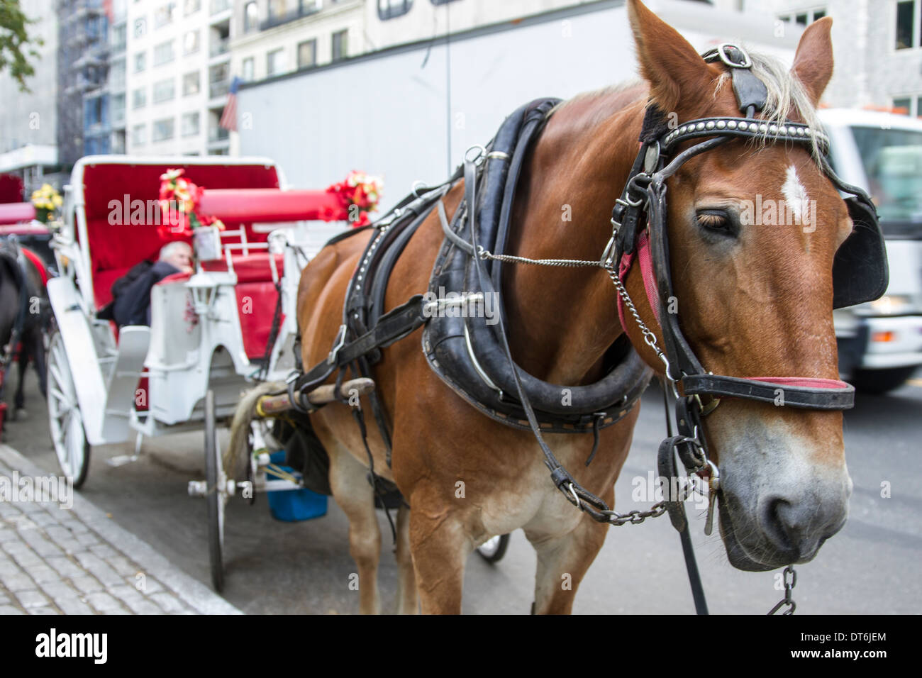 Horse and carriage Stock Photo Alamy