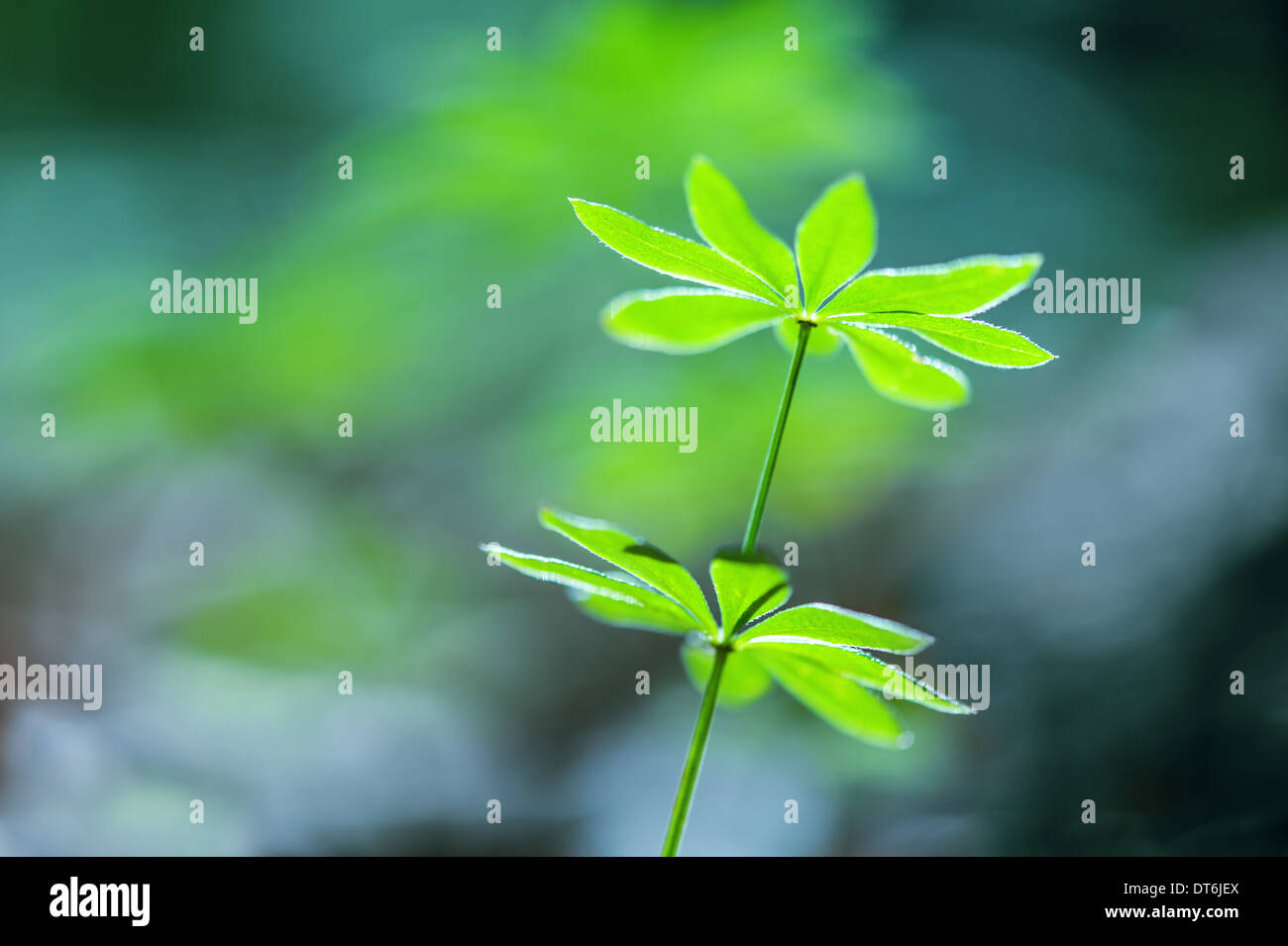 Wild forest plant hi-res stock photography and images - Alamy