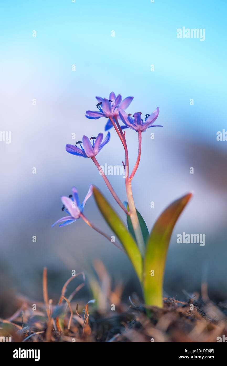 group of blue flower closeup Stock Photo