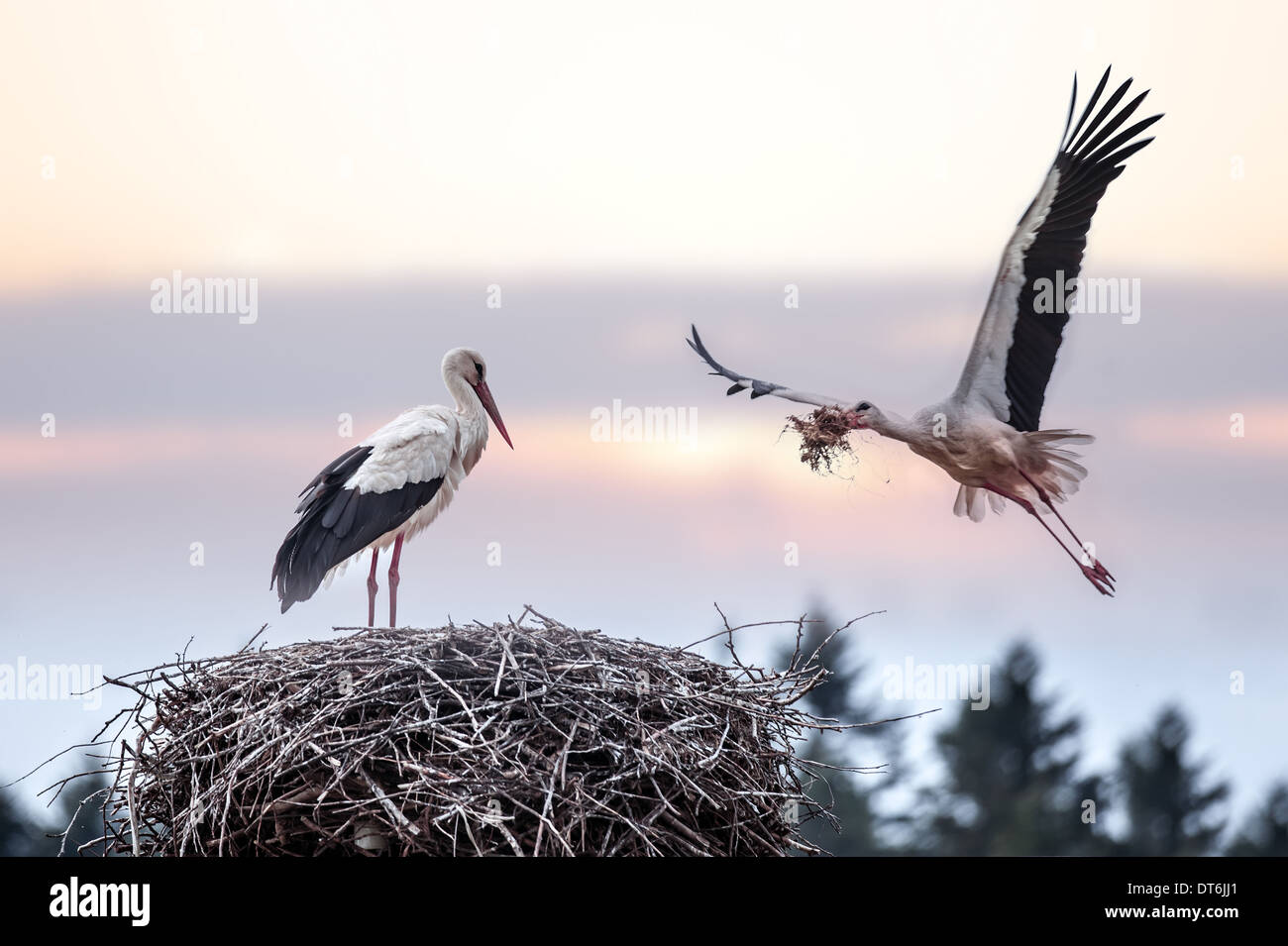 two stork on nest closeup Stock Photo