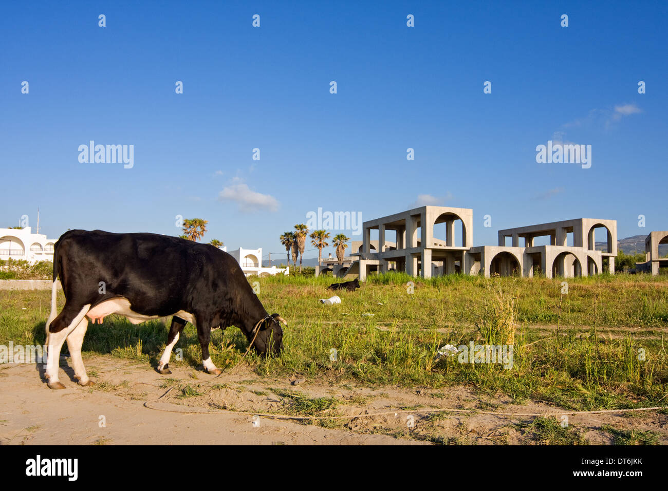 Stagnating construction of holiday park in Greece: a cow grazing amidst casco's Stock Photo