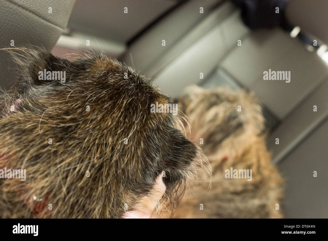 two Border terrier dogs dog backseat of car Stock Photo
