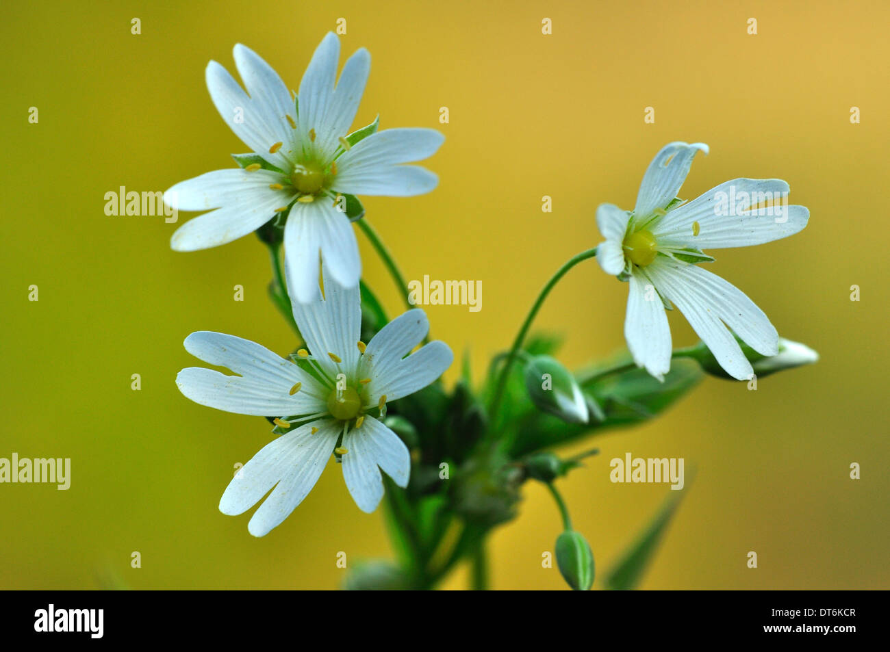 The delicate flowers of greater stitchwort UK Stock Photo