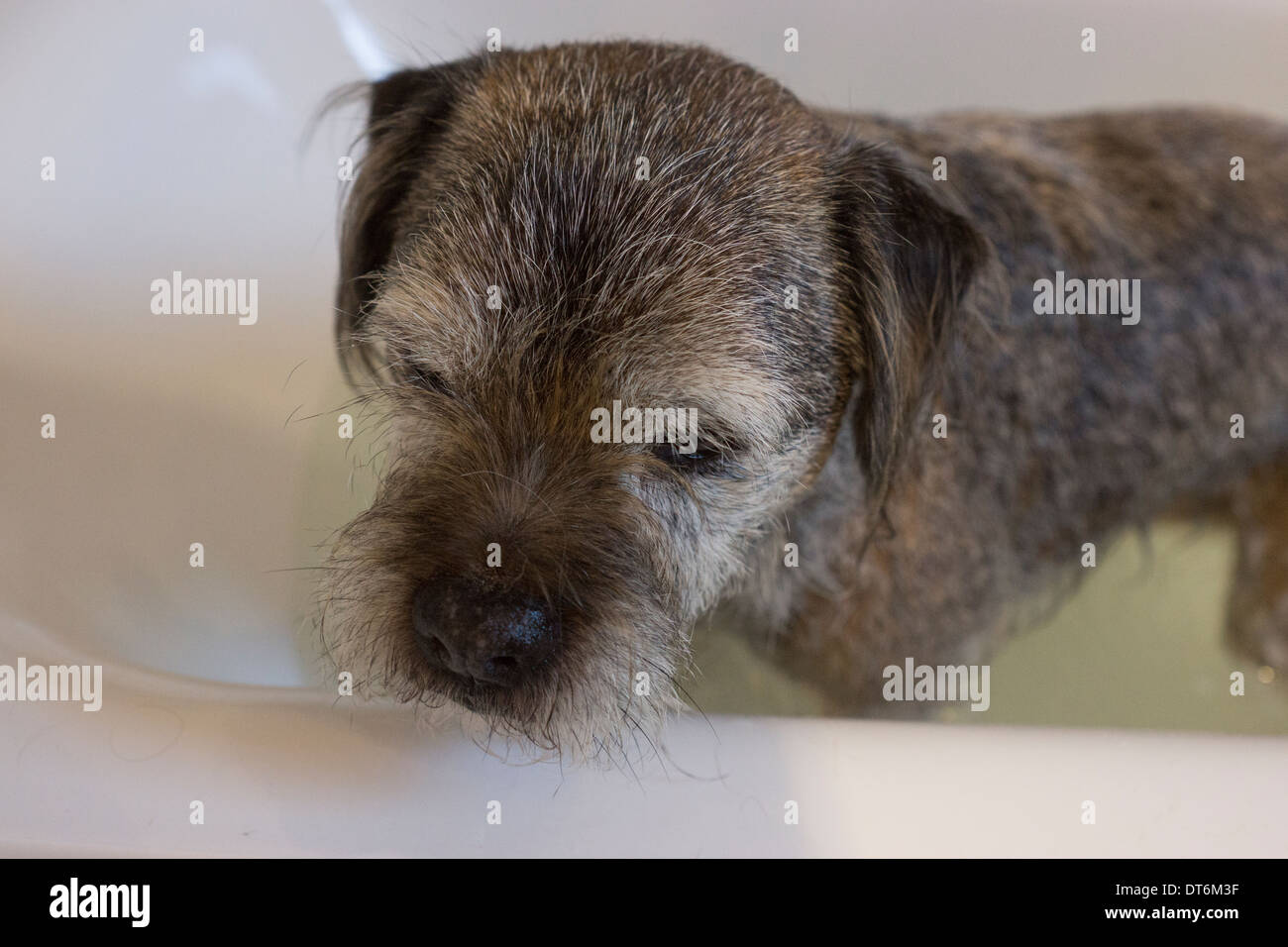 border terrier domestic pet dog bath shampoo Stock Photo