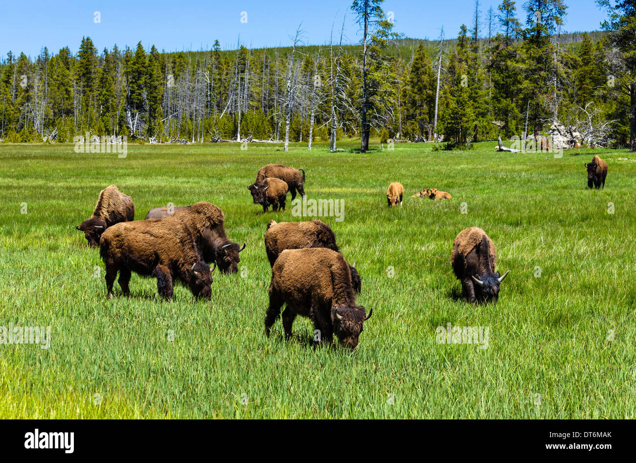 Bison (American Buffalo) in Yellowstone National Park, Wyoming, USA