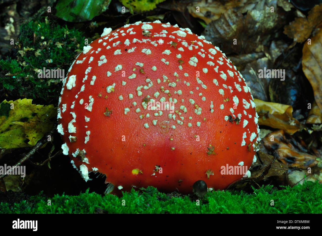 A fly agaric toadstool UK Stock Photo