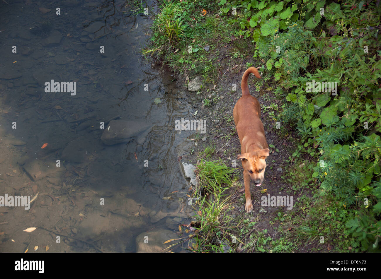 big dog little dog playing on riverbank Stock Photo