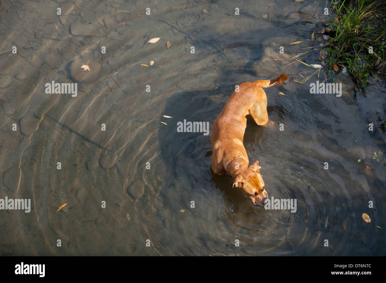 big dog little dog playing on riverbank Stock Photo